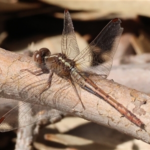 Diplacodes bipunctata at West Wodonga, VIC - 9 Sep 2025 11:41 AM