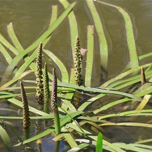 Cycnogeton (genus) at West Wodonga, VIC - 9 Sep 2025 by KylieWaldon