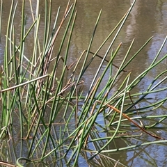 Schoenoplectus tabernaemontani at West Wodonga, VIC - 9 Sep 2025 by KylieWaldon