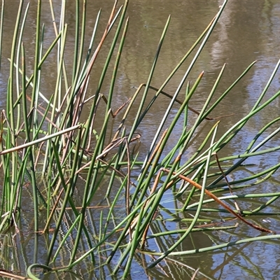 Schoenoplectus tabernaemontani at West Wodonga, VIC - 9 Sep 2025 by KylieWaldon