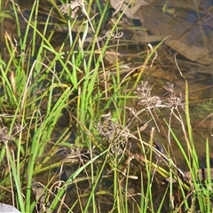 Unverified Rush, Sedge or Mat Rush at West Wodonga, VIC - 9 Sep 2025 by KylieWaldon