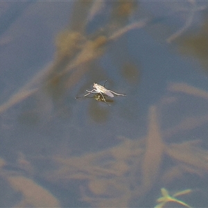 Ephydridae (family) (Shore or Brine fly) at West Wodonga, VIC - 9 Sep 2025 by KylieWaldon
