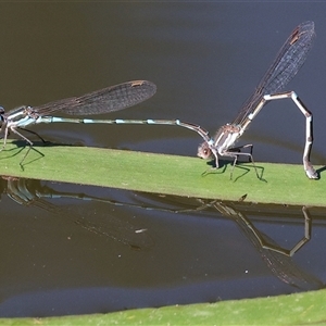 Austrolestes leda (Wandering Ringtail) at West Wodonga, VIC - 9 Sep 2025 by KylieWaldon