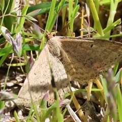 Scopula rubraria (Reddish Wave, Plantain Moth) at West Wodonga, VIC - 9 Sep 2025 by KylieWaldon