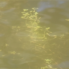 Unverified Other Fresh Water Plant at West Wodonga, VIC - 9 Sep 2025 by KylieWaldon