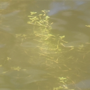 Unverified Other Fresh Water Plant at West Wodonga, VIC - 9 Sep 2025 by KylieWaldon