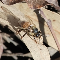 Apis mellifera at West Wodonga, VIC - 9 Sep 2025 by KylieWaldon