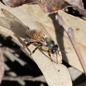 Apis mellifera at West Wodonga, VIC - 9 Sep 2025 by KylieWaldon