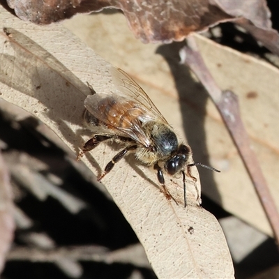 Apis mellifera at West Wodonga, VIC - 9 Sep 2025 by KylieWaldon