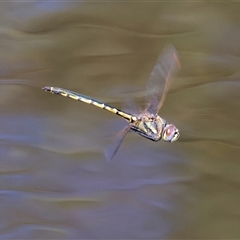 Hemicordulia tau (Tau Emerald) at West Wodonga, VIC - 9 Sep 2025 by KylieWaldon