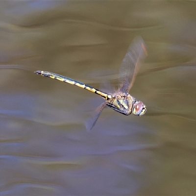Hemicordulia tau (Tau Emerald) at West Wodonga, VIC - 9 Sep 2025 by KylieWaldon