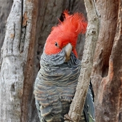 Callocephalon fimbriatum (Gang-gang Cockatoo) at Hughes, ACT - 7 Sep 2025 by LisaH