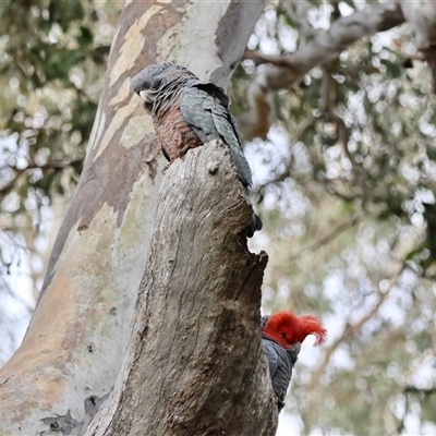Callocephalon fimbriatum (Gang-gang Cockatoo) at Deakin, ACT - 7 Sep 2025 by LisaH