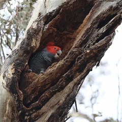 Callocephalon fimbriatum (Gang-gang Cockatoo) at Deakin, ACT - 7 Sep 2025 by LisaH