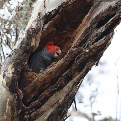 Callocephalon fimbriatum (Gang-gang Cockatoo) at Deakin, ACT - 7 Sep 2025 by LisaH