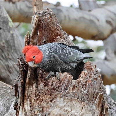 Callocephalon fimbriatum (Gang-gang Cockatoo) at Deakin, ACT - 7 Sep 2025 by LisaH