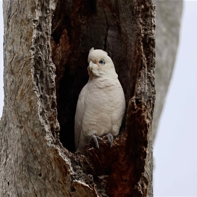 Cacatua sanguinea (Little Corella) at Deakin, ACT - 7 Sep 2025 by LisaH