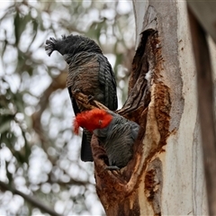 Callocephalon fimbriatum (Gang-gang Cockatoo) at Hughes, ACT - 7 Sep 2025 by LisaH