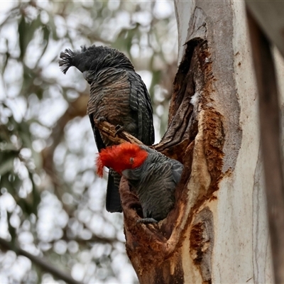 Callocephalon fimbriatum (Gang-gang Cockatoo) at Hughes, ACT - 7 Sep 2025 by LisaH
