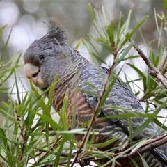 Callocephalon fimbriatum (Gang-gang Cockatoo) at Hughes, ACT - 7 Sep 2025 by LisaH