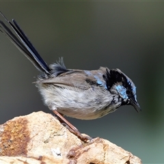 Malurus cyaneus (Superb Fairywren) at Yarralumla, ACT - 9 Sep 2025 by TimL