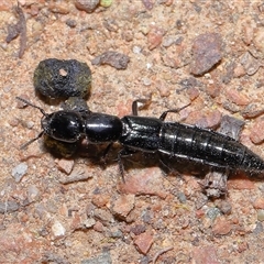 Tasgius (Tasgius) ater (A rove beetle) at Canberra, ACT - 9 Sep 2025 by TimL