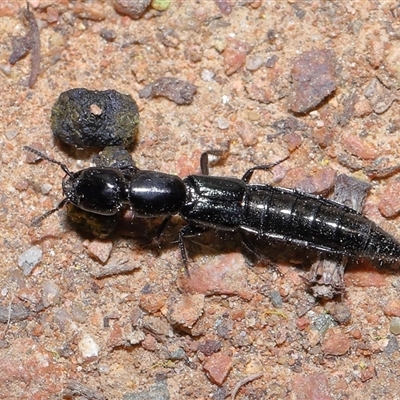 Tasgius (Tasgius) ater (A rove beetle) at Canberra, ACT - 9 Sep 2025 by TimL