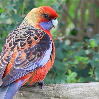 Platycercus elegans flaveolus (Yellow Rosella) at West Wodonga, VIC - 31 Aug 2025 by KylieWaldon