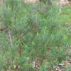 Cassinia aculeata subsp. aculeata at West Wodonga, VIC - 31 Aug 2025 by KylieWaldon