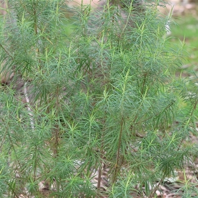 Cassinia aculeata subsp. aculeata at West Wodonga, VIC - 31 Aug 2025 by KylieWaldon