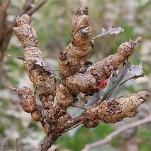 Eucalyptus insect gall at West Wodonga, VIC - 31 Aug 2025 by KylieWaldon