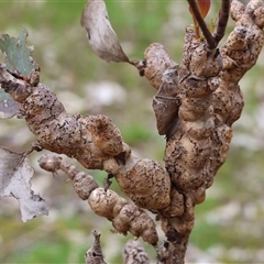 Eucalyptus insect gall at West Wodonga, VIC - 31 Aug 2025 10:11 AM