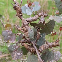 Eucalyptus insect gall at West Wodonga, VIC - 31 Aug 2025 10:11 AM