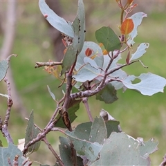 Eucalyptus insect gall at West Wodonga, VIC - 31 Aug 2025 10:11 AM