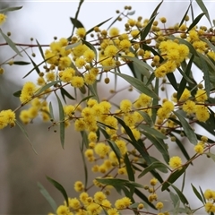 Acacia verniciflua at West Wodonga, VIC - 31 Aug 2025 by KylieWaldon