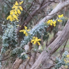 Acacia baileyana (Cootamundra Wattle, Golden Mimosa) at West Wodonga, VIC - 31 Aug 2025 by KylieWaldon