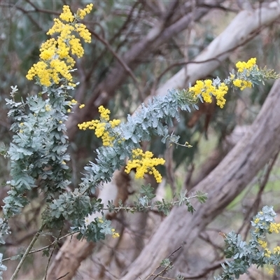 Acacia baileyana (Cootamundra Wattle, Golden Mimosa) at West Wodonga, VIC - 31 Aug 2025 by KylieWaldon