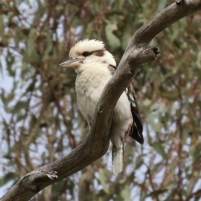 Dacelo novaeguineae (Laughing Kookaburra) at West Wodonga, VIC - 31 Aug 2025 by KylieWaldon