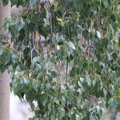 Brachychiton populneus subsp. populneus (Kurrajong) at West Wodonga, VIC - 31 Aug 2025 by KylieWaldon