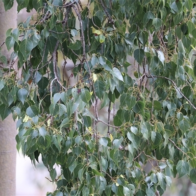 Brachychiton populneus subsp. populneus (Kurrajong) at West Wodonga, VIC - 31 Aug 2025 by KylieWaldon