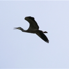 Egretta novaehollandiae (White-faced Heron) at West Wodonga, VIC - 31 Aug 2025 by KylieWaldon