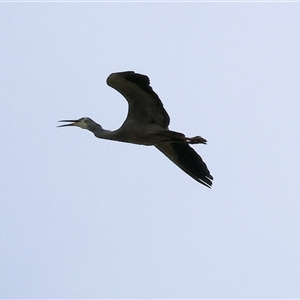 Egretta novaehollandiae (White-faced Heron) at West Wodonga, VIC - 31 Aug 2025 by KylieWaldon