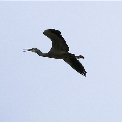 Egretta novaehollandiae (White-faced Heron) at West Wodonga, VIC - 31 Aug 2025 by KylieWaldon