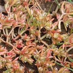 Crassula sieberiana at West Wodonga, VIC - 31 Aug 2025 by KylieWaldon