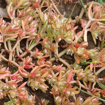 Crassula sieberiana at West Wodonga, VIC - 31 Aug 2025 by KylieWaldon