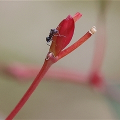 Formicidae (family) (Unidentified ant) at West Wodonga, VIC - 31 Aug 2025 by KylieWaldon