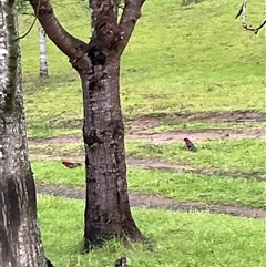 Platycercus elegans (Crimson Rosella) at Laguna, NSW - 11 Sep 2025 by perronstreefrog