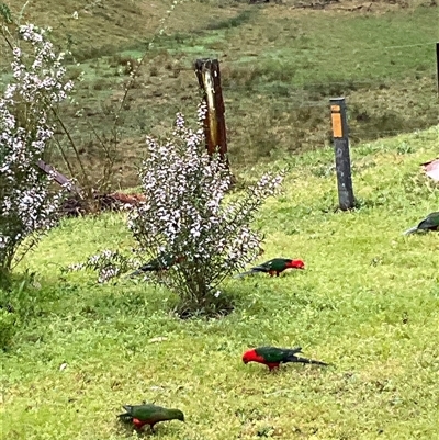 Alisterus scapularis (Australian King-Parrot) at Laguna, NSW - 11 Sep 2025 by perronstreefrog