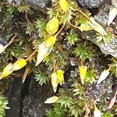 Unverified Moss, Liverwort or Hornwort by MazzV