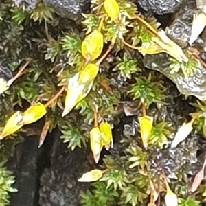 Unverified Moss, Liverwort or Hornwort by MazzV